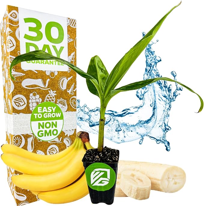 Gran Nain Banana Tree (Grand Nain) Live Plant - Musa acuminata - Wellspring Gardens - Easy to Grow Starter Plants Great for Nature Lovers & Gardeners - Outdoor Planting in Home, Garden, Patio & Yard