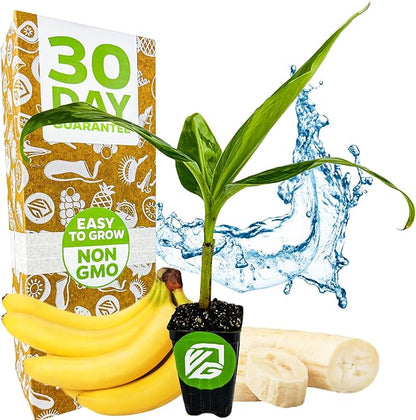Gran Nain Banana Tree (Grand Nain) Live Plant - Musa acuminata - Wellspring Gardens - Easy to Grow Starter Plants Great for Nature Lovers & Gardeners - Outdoor Planting in Home, Garden, Patio & Yard