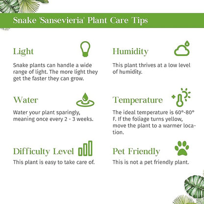 Snake Plant Laurentii Live Plant for Indoor | Different Houseplants in 3'' Pot | Real House Plant for Living Room, Office, Desk & Bathroom | Laurentii | Mother-in-law's Tongue