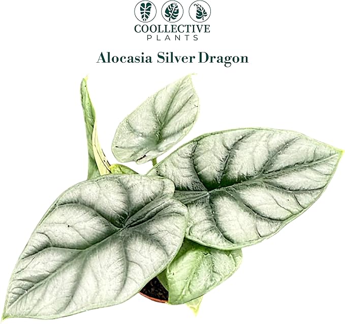 Alocasia Silver Dragon | Live Plant in a 4 or 6 Inch Growers Pot, Live Indoor, and Low Maintenance Houseplant bu Coollectiveplants (2" Pot)