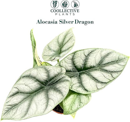 Alocasia Silver Dragon | Live Plant in a 4 or 6 Inch Growers Pot, Live Indoor, and Low Maintenance Houseplant bu Coollectiveplants (2" Pot)