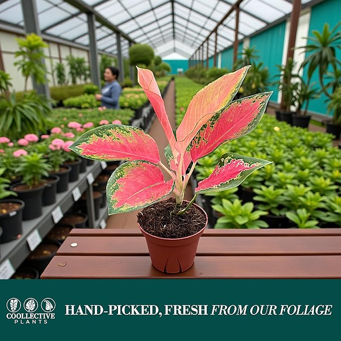 Aglaonema Pink Pearl – Live Plant in 4" Grower’s Pot, Easy to Grow Low Maintenance Indoor Houseplant, Pink Plants - Includes UniHeat Pack for Winter Protection