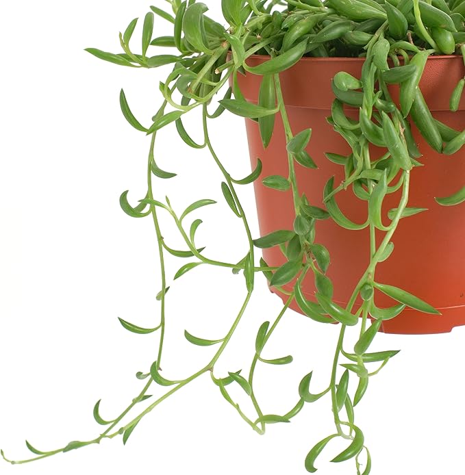 Shop Succulents String of Bananas Hanging Succulent, Fully Rooted Live 6" Succulent Plant with Hanger, Low Maintenance Indoor Plant, Trailing Succulents, Gift & Garden