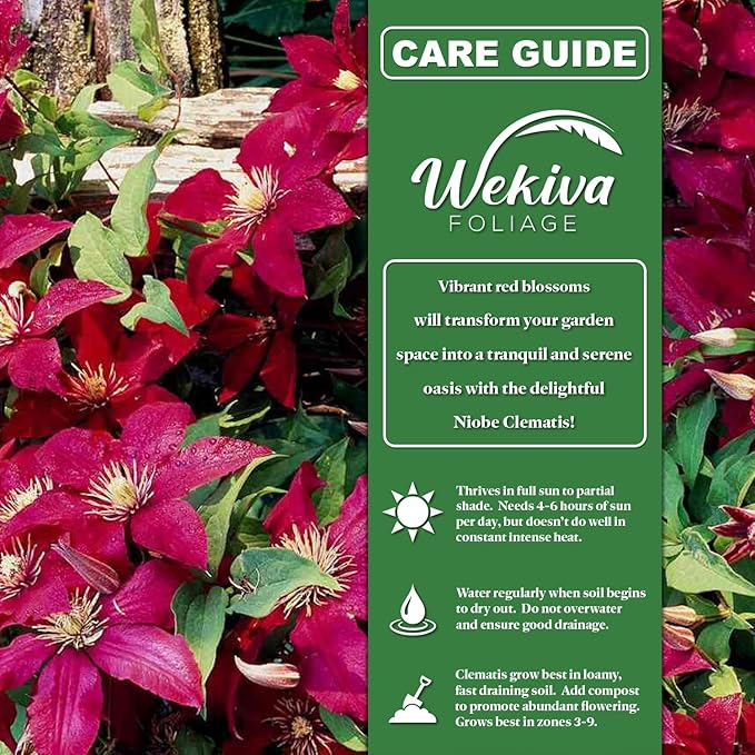 Clematis Niobe - 2 Live Starter Plants in 2 Inch Growers Pots - Starter Plants Ready for The Garden - Rare Clematis for Collectors
