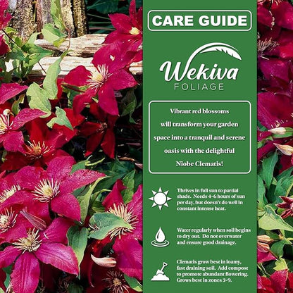 Clematis Niobe - 3 Live Starter Plants in 2 Inch Growers Pots - Starter Plants Ready for The Garden - Rare Clematis for Collectors