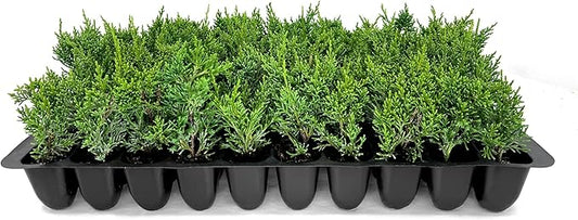 Shimpaku Juniper | 20 Live Plants | Juniperus Chinensis | Evergreen Bonsai Specimen for Indoor & Outdoor Landscapes | Hardy Dwarf Plants