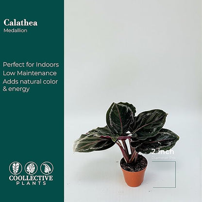 Calathea Medallion | Live Plant in a 2 Inch Growers Pot, Live Indoor, Easy to Grow, Easy to Care, and Low Maintenance Houseplant (2" Pot)