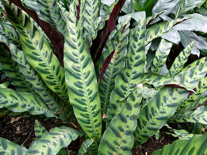 Rattlesnake Plant - Calathea lancifolia - Easy House Plant - 4" Pot