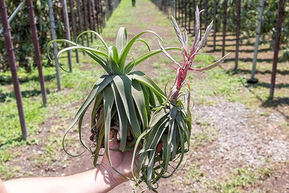 5 Pack Medium Air Plants Streptophylla - Live Tillandsia Succulent House Plants - Available in Wholesale and Bulk - Home and Garden Decor - Easy Care Indoor/Outdoor Air Plant
