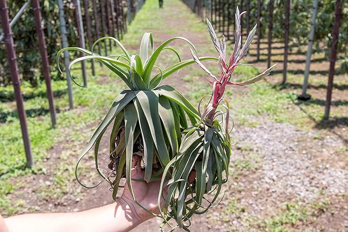 12 Pack Medium Air Plants Streptophylla - Live Tillandsia Succulent House Plants - Available in Wholesale and Bulk - Home and Garden Decor - Easy Care Indoor/Outdoor Plant