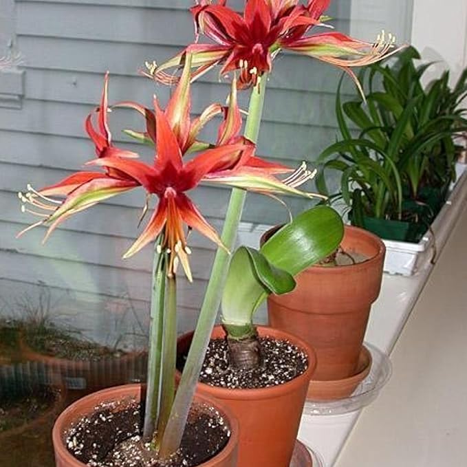 Amaryllis ‘Merengue’ Bulb – Exotic Hippeastrum Cybister, Red Spider Lily Style Blooms, Tropical Tender Perennial, Easy to Grow Indoor Amaryllis Bulb, Rare Flower