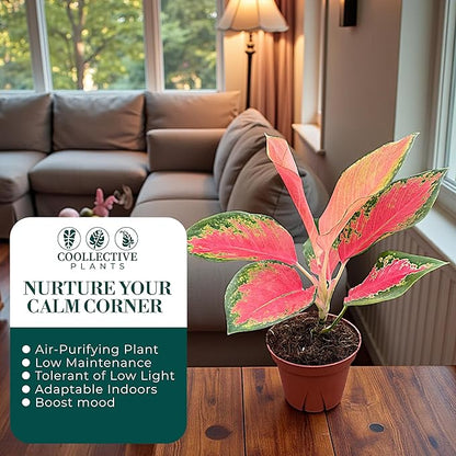 Aglaonema Pink Pearl – Live Plant in 4" Grower’s Pot, Easy to Grow Low Maintenance Indoor Houseplant, Pink Plants - Includes UniHeat Pack for Winter Protection