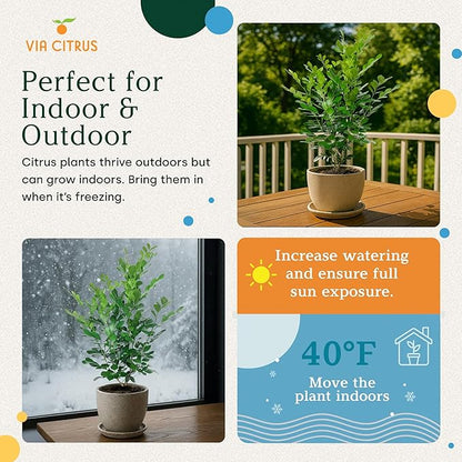Orange Jasmine Plant Live, Delightful Live Plants Outdoor, Highly Fragrant Real Plants Outdoor, Jasmine Flower Plant, Aromatic Indoor Tree No Shipping to CA, AZ,TX,LA by Via Citrus