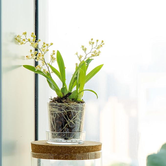 Phoenix Vine 3.5 Inch Clear Acrylic Planter Pot with Tray, Orchid Pot with Drainage Holes, Deep Saucer for Bottom Watering, Transparent Containers for Indoor Plants, Herbs, Set of 12, 91-A-D-12