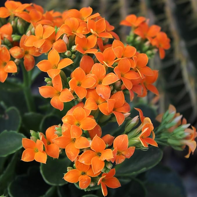 Florist Kalanchoe Live Succulent Plants (3 Pack), Flowering Flaming Katy Succulents, Easy Plant Care, Approx. 7 in. Tall, Drought-Tolerant Indoor Houseplants in 3.5 in Pots