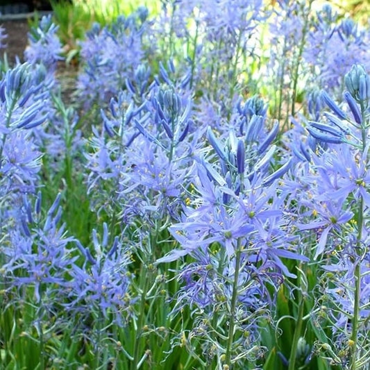 Camassia Cusickii Bulbs – Rare Wild Hyacinth Blue Flower | Pacific Northwest Native Camassia Bulb | Deer Resistant | Fall Planting | 14cm+ Size (1 Pack)