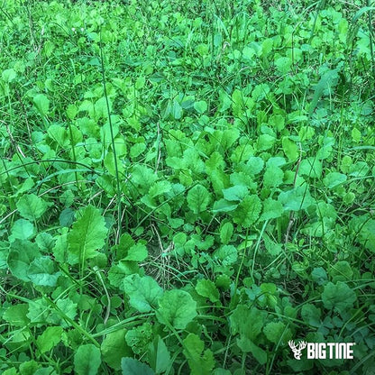 Big Tine Food Plot Mix, Deer Attractant, Buck Brunch, No-Till Food Plot Mix, 4 lbs Bag, Great for Remote Plots, Fast Growing, Shade Tolerant