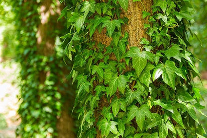 English Ivy Globe - 5 Live Plants in 4 Inch Pots - Hedera Helix - Florist Quality - Beautiful Easy Care Indoor Air Purifying Topiary Houseplant Vine