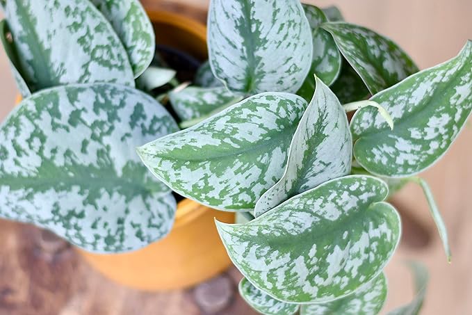 Satin Pothos - Live Plant in a 4 Inch Pot - Scindapsus Pictus - Elegant Indoor Houseplants Straight from The Nursery