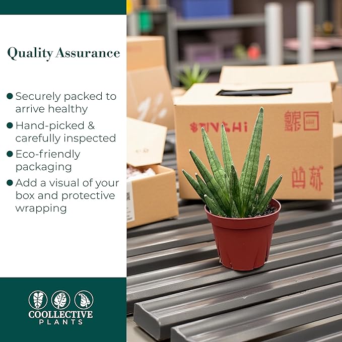 CoollectivePlants Sansevieria Hedgehog – Live Snake Plant in 4″ Grower’s Pot, Compact Spiky Foliage, Easy Care Indoor Houseplant, Includes UniHeat Pack for Winter Protection