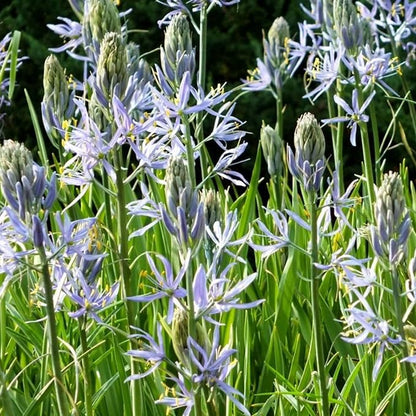 Camassia Cusickii Bulbs – Rare Wild Hyacinth Blue Flower | Pacific Northwest Native Camassia Bulb | Deer Resistant | Fall Planting | 14cm+ Size (5 Pack)
