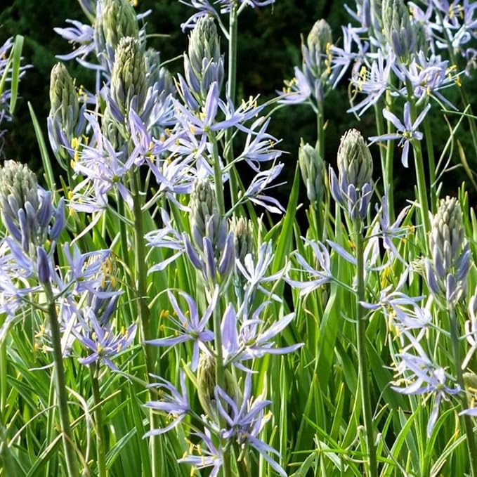 Camassia Cusickii Bulbs – Rare Wild Hyacinth Blue Flower | Pacific Northwest Native Camassia Bulb | Deer Resistant | Fall Planting | 14cm+ Size (1 Pack)