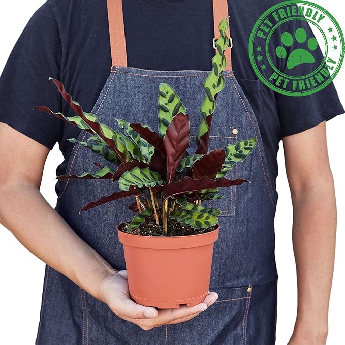 Calathea Lancifolia Rattlesnake Live Plant for Indoor | Different Houseplants in 4'' & 6'' Pot | Real House Plant for Living Room, Office, Desk & Bathroom | Peacock Zebra