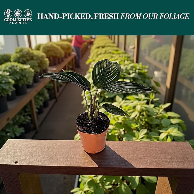 Calathea Beauty Star | Live Plant in a 4 Inch Growers Pot, Live Indoor, Easy to Grow, Easy to Care, and Low Maintenance Houseplant (2" Pot)