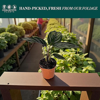 Calathea Beauty Star | Live Plant in a 4 Inch Growers Pot, Live Indoor, Easy to Grow, Easy to Care, and Low Maintenance Houseplant (2" Pot)
