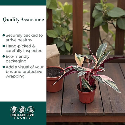 CoollectivePlants Stromanthe Triostar - Live Plant in 6″ Grower’s Pot, Stromanthe Triostar Live Plant, Easy Indoor House Plants, Low Maintenance Houseplant (6″ Wide Pot)