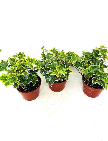 JM BAMBOO Gold Child English Ivy -3 Pack 3'' pots -Groundcover House Plant