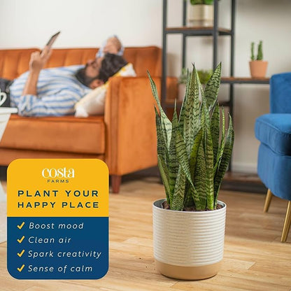 Costa Farms Snake Plant, Mother-in-Law's Tongue Live Plant in Decorative Pot, Large Easy to Maintain Indoor Succulent Houseplant, Assorted Variety, Home, Room, or Office Décor, 2-3 Feet Tall