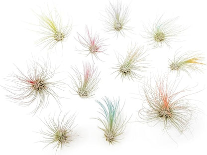 Light Blue Colorful Tillandsia Air Plants -Long Lasting Color Enhanced Live Tillandsia Succulent House Plants - Home and Garden Decor -Easy Care Indoor/Outdoor Plants (Argentea Thin, Single)