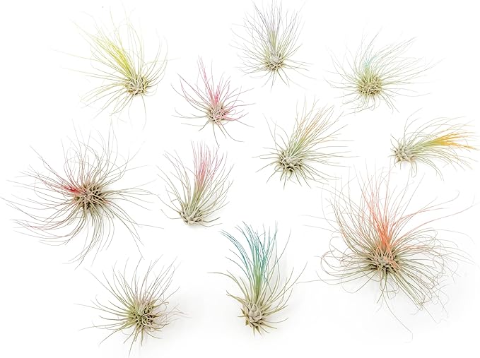 Coral Colorful Tillandsia Air Plants - Long Lasting Color Enhanced Live Tillandsia Succulent House Plants - Home and Garden Decor - Easy Care Indoor/Outdoor Plants (Argentea Thin, Single)