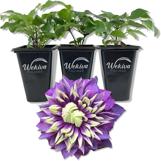 Clematis Taiga - 3 Live Starter Plants in 2 Inch Growers Pots - Starter Plants Ready for The Garden - Rare Clematis for Collectors