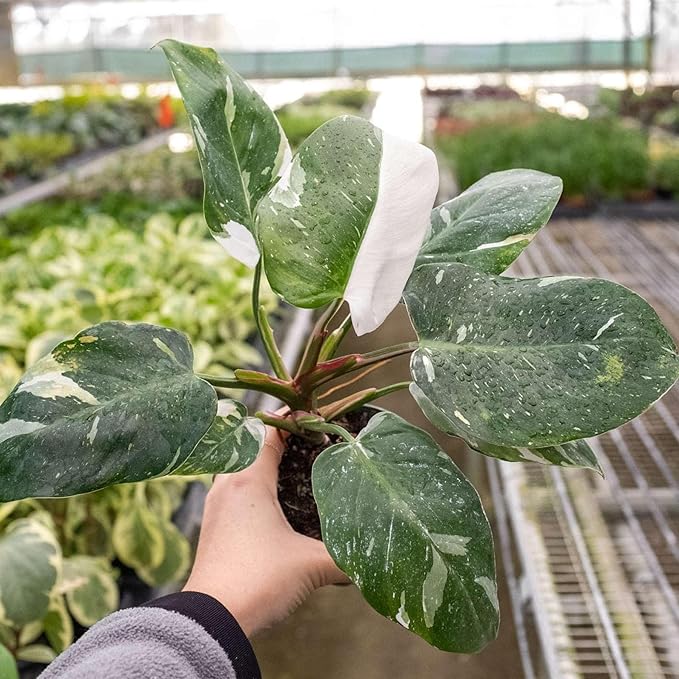 Philodendron White Princess Live Plant for Indoor | Different Houseplants in 4'' & 6'' Pot | Real House Plant for Living Room, Office, Desk & Bathroom | erubescens