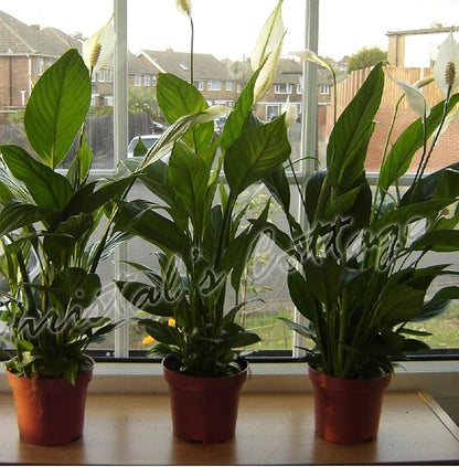 1-Peace Lily Plant - Spathyphyllium - Great House Plant - 6" Pot Unique -from jmbamboo