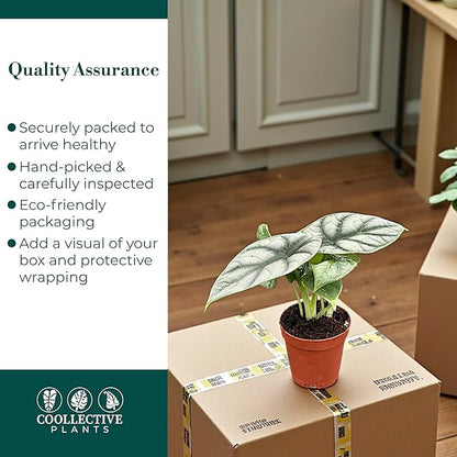 Alocasia Silver Dragon | Live Plant in a 4 or 6 Inch Growers Pot, Live Indoor, and Low Maintenance Houseplant bu Coollectiveplants (2" Pot)