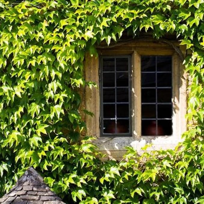 Trailing English Ivy Live Plant, Hardy Green Ivy Plants in 4" Pot, Climbing Plants Outdoor Garden, Easy Care House Plant