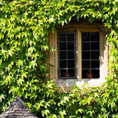 Trailing English Ivy Live Plant, Hardy Green Ivy Plants in 4" Pot, Climbing Plants Outdoor Garden, Easy Care House Plant