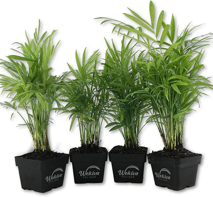 Neanthe Bella Parlor Palm - 4 Live Plants in 3 Inch Pots - Chamaedorea Elegans - Beautiful Clean Air Indoor Houseplant