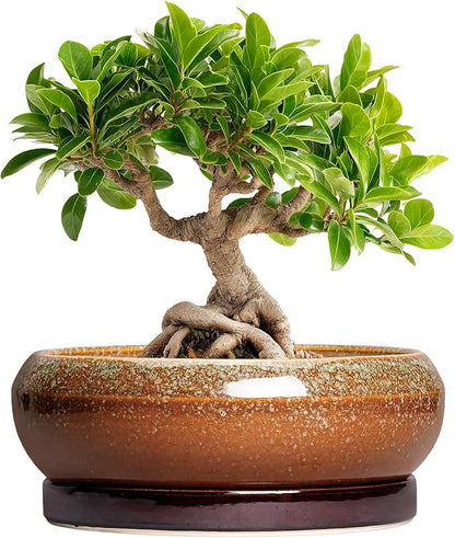 Bonsai Tree Pots - 8 Inch Ceramic Succulent Planter Indoor Outdoor, Bonsai Pots with Drainage Hole and Saucer, Shallow Plant Pots, Round Planters, Kitchen Decor, Gifts for Women, Retro Brown