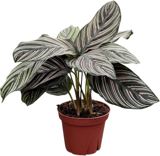 Calathea Ornata | Live Plant in a 4 Inch Growers Pot, Live Indoor, Easy to Grow, Easy to Care, and Low Maintenance Houseplant (4" Pot)