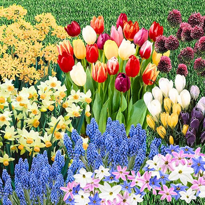 Flowers Bulbs for Fall Planting, Perennial Flower Bulbs, Early Spring Flower to Plant Outside, Colorful Blooms Groundcover Bulbs, Top Size (Multicolor)