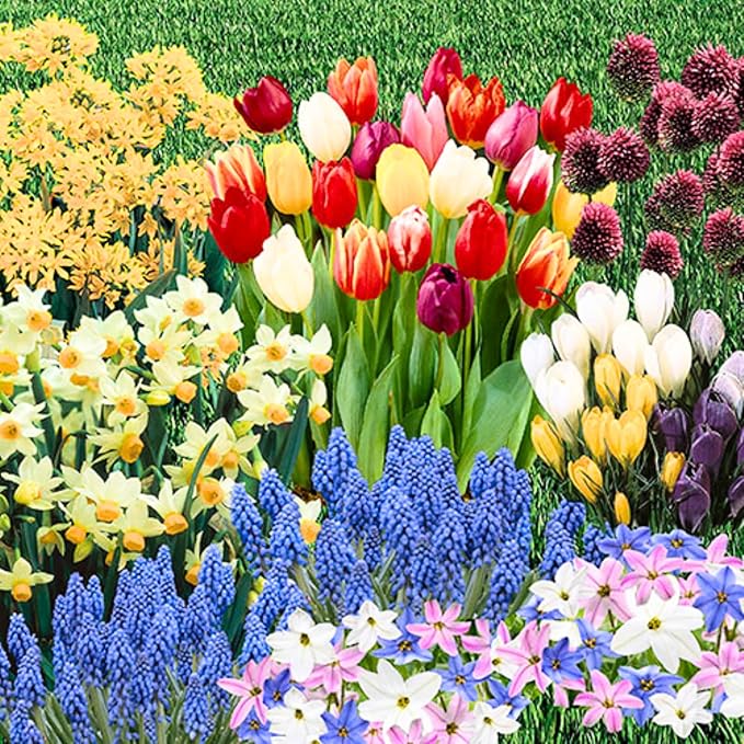 Flower Bulbs for Fall Planting, Top-Size Bulbs with 5 Varieties for Colorful Spring Blooms, Continuous 50 Days of Colorful Blooms (Mixed Flower Bulbs)