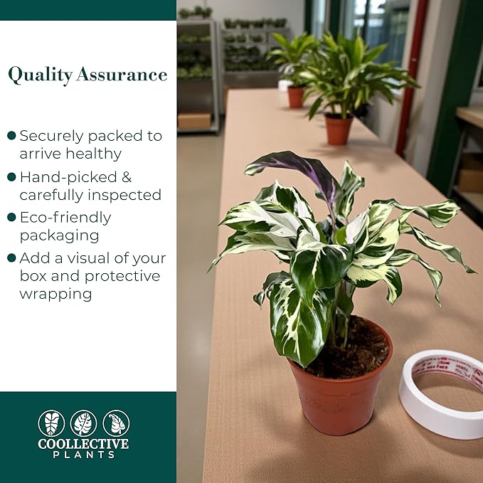 CoollectivePlants Calathea Stella - Live Calathea Plant in 6″ Growers Pot, Easy Indoor House Plants, Pet Friendly Plants Indoor, Low Maintenance Houseplant