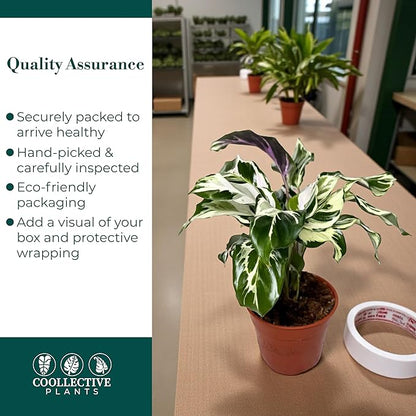 CoollectivePlants Calathea Stella - Live Calathea Plant in 6″ Growers Pot, Easy Indoor House Plants, Pet Friendly Plants Indoor, Low Maintenance Houseplant