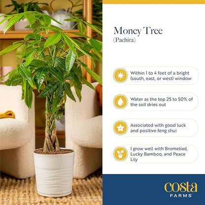 Costa Farms Money Tree Live Plant in Decorative Pot, Air Purifying, Large Indoor Houseplant, Perfect for Home, Room, or Office Decor, Great House Warming or Birthday Gift, 3-4 Feet Tall