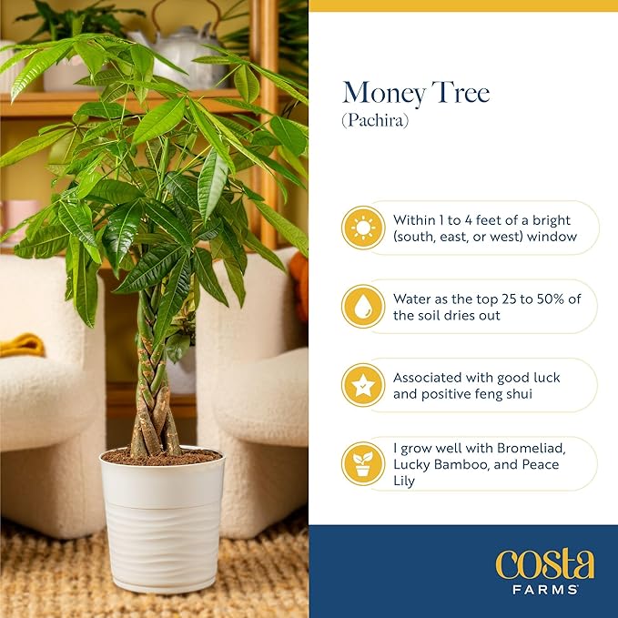 Costa Farms Money Tree Live Plants in Decorative Pot, Large Air Purifying Indoor Houseplant, Perfect for Home, Room, or Office Decor, Great House Warming or Birthday Gift, 3-4 Feet Tall, Pack of 2