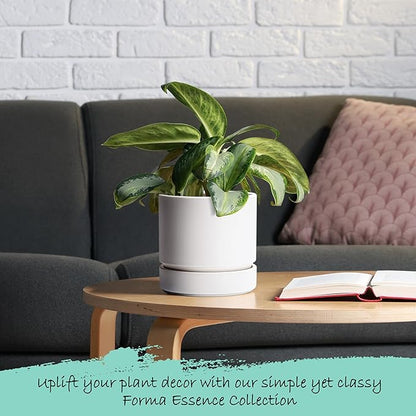 Phoenix Vine 6 Inch Planter Pot with Drainage Hole & Saucer, Deep Water Catch Tray, Straight Cylindrical Round Pot for Plants, Matte White, Pack of 3, 23-B-S-3